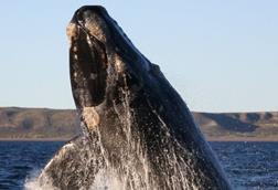 640px-Southern_right_whale